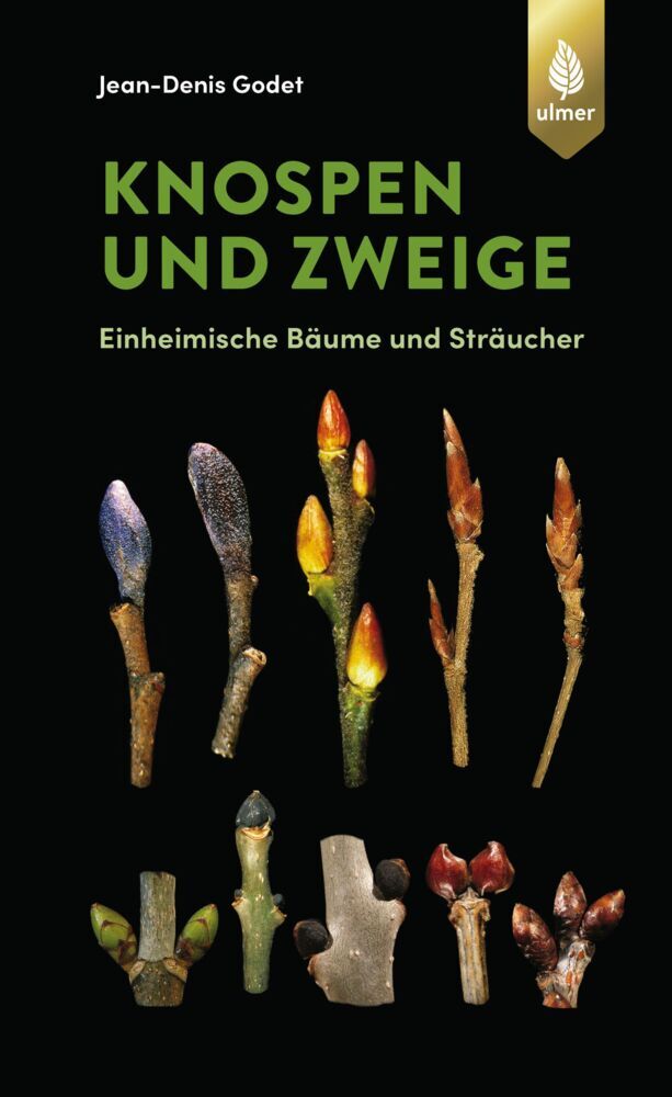 Knospen und Zweige main product photo