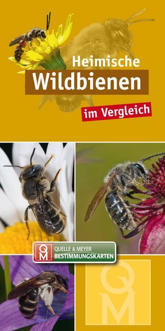 Heimische Wildbienen main product photo