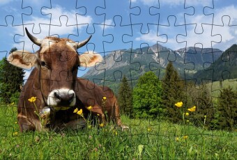 Puzzle-Postkarte Allgäu, Motiv: Kuh auf Wiese