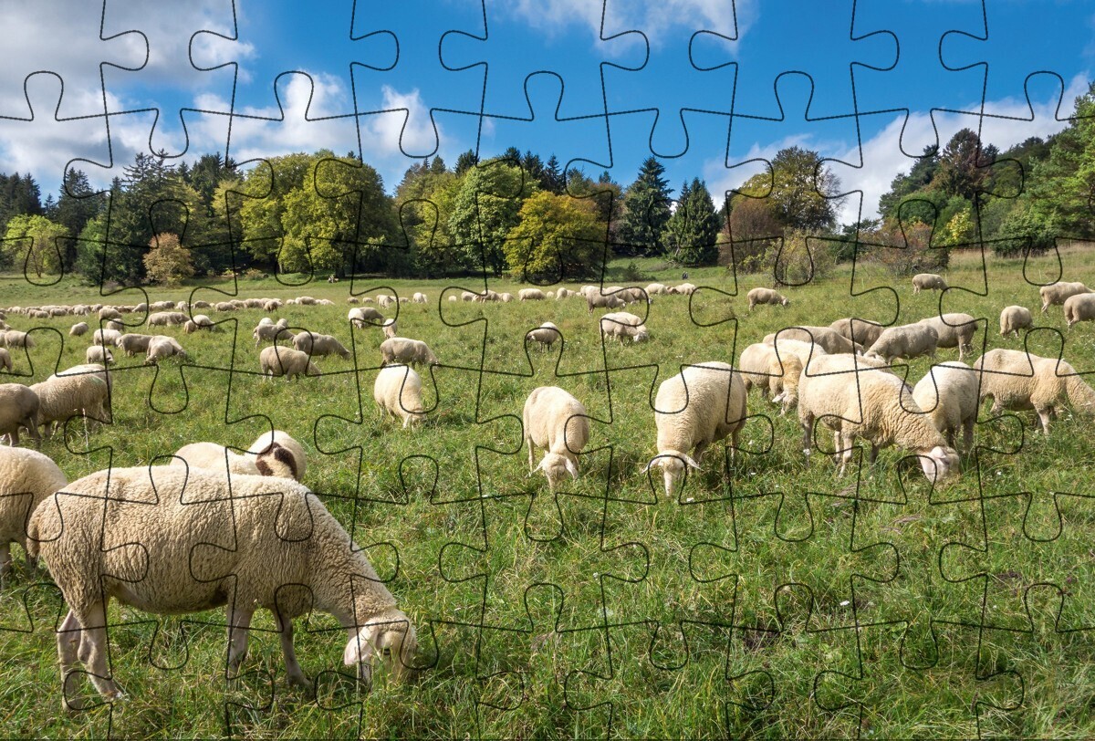 Puzzle-Postkarte Schwäbische Alb, Motiv: Schafherde auf Wiese main product photo