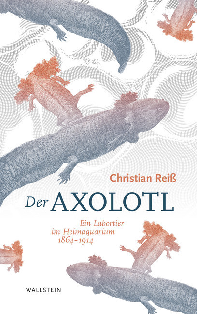 Der Axolotl main product photo