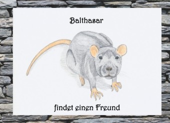 Balthasar findet einen Freund