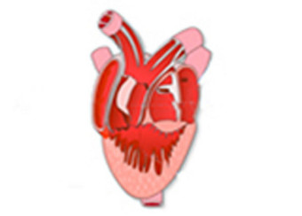 Frog Heart Dissection