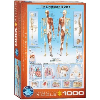 Der menschliche Körper (Puzzle)