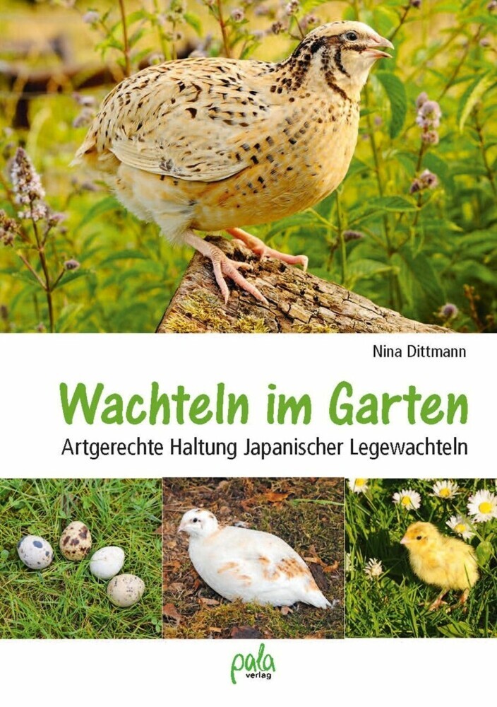 Wachteln im Garten main product photo