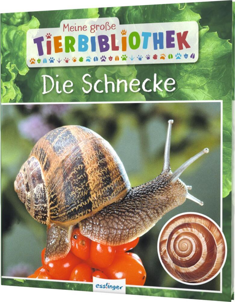 Meine große Tierbibliothek: Die Schnecke main product photo