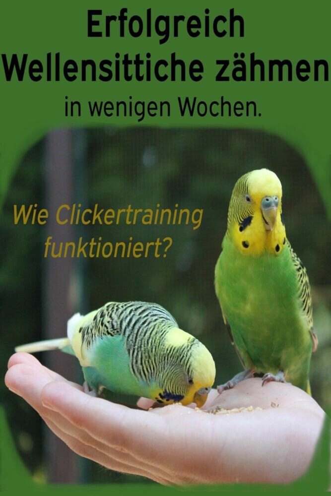 Erfolgreich Wellensittiche zähmen in wenigen Wochen. Wie funktioniert Clickertraining mit Wellensittichen? main product photo