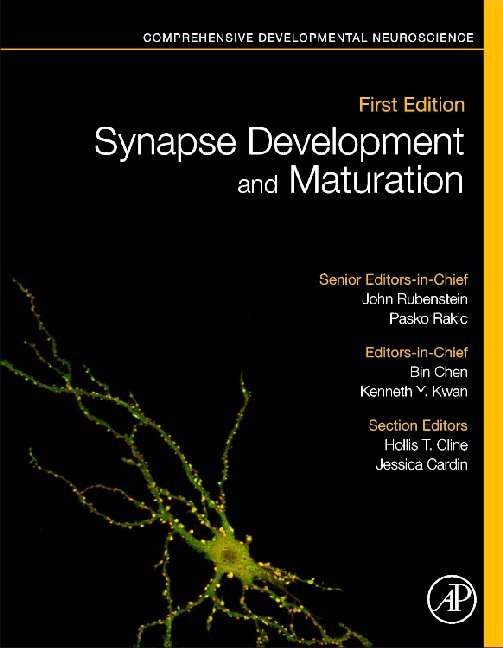 Synapse Development and Maturation main product photo