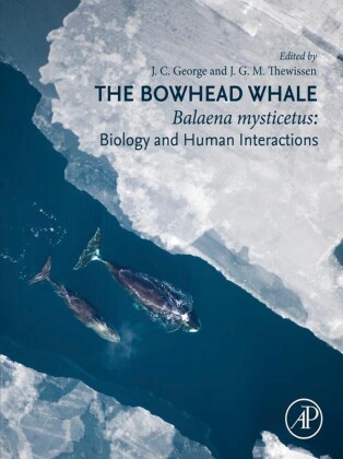 The Bowhead Whale