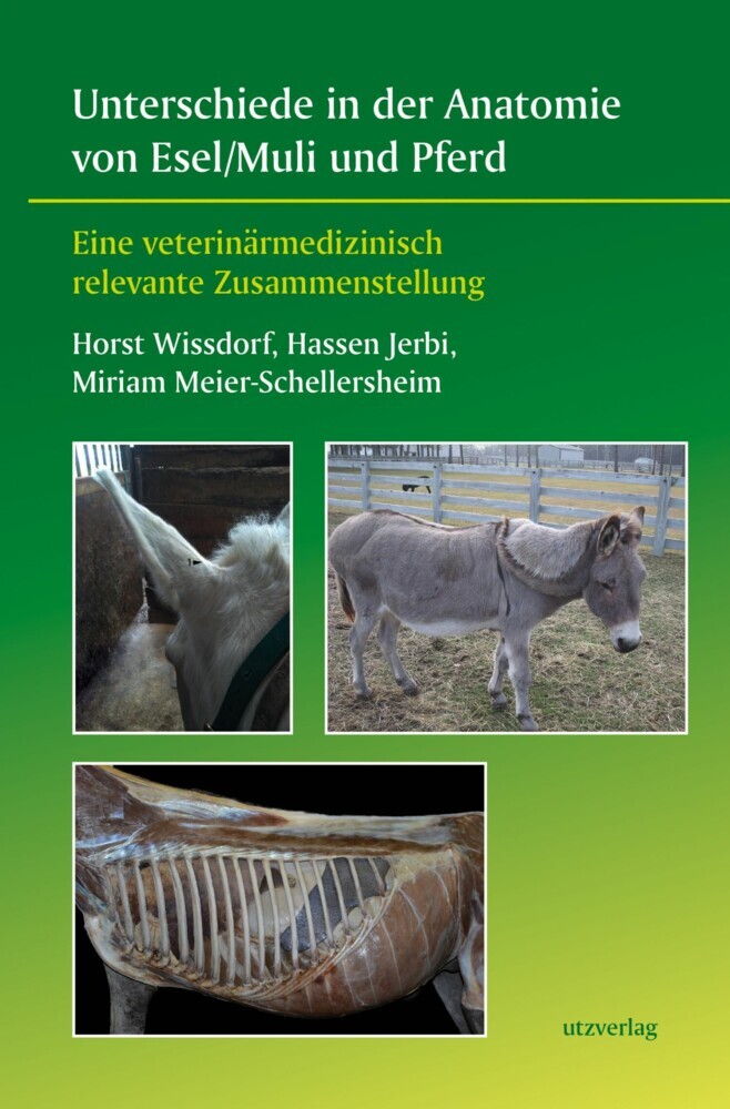 Unterschiede in der Anatomie von Esel/Muli und Pferd main product photo