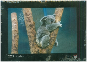 Koalas 2021 - Black Edition - Timokrates Kalender, Wandkalender, Bildkalender - DIN A4 (ca. 30 x 21 cm)