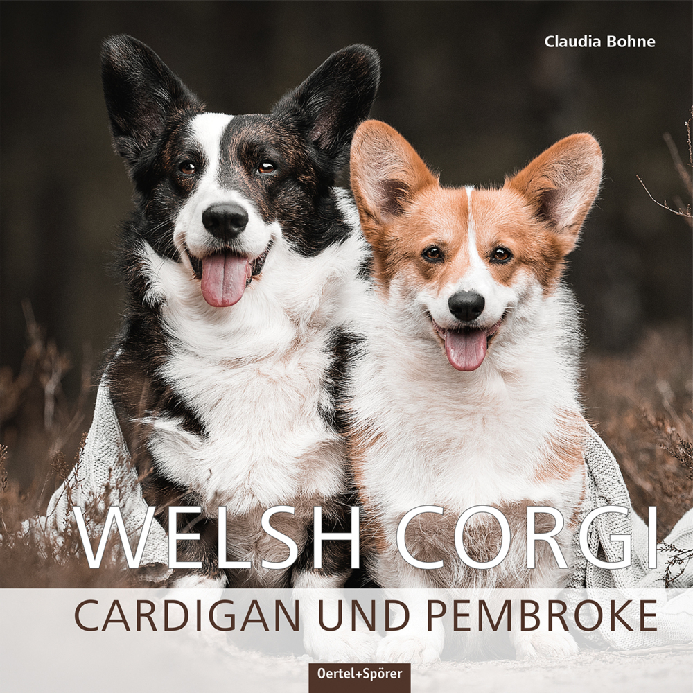 Welsh Corgi main product photo