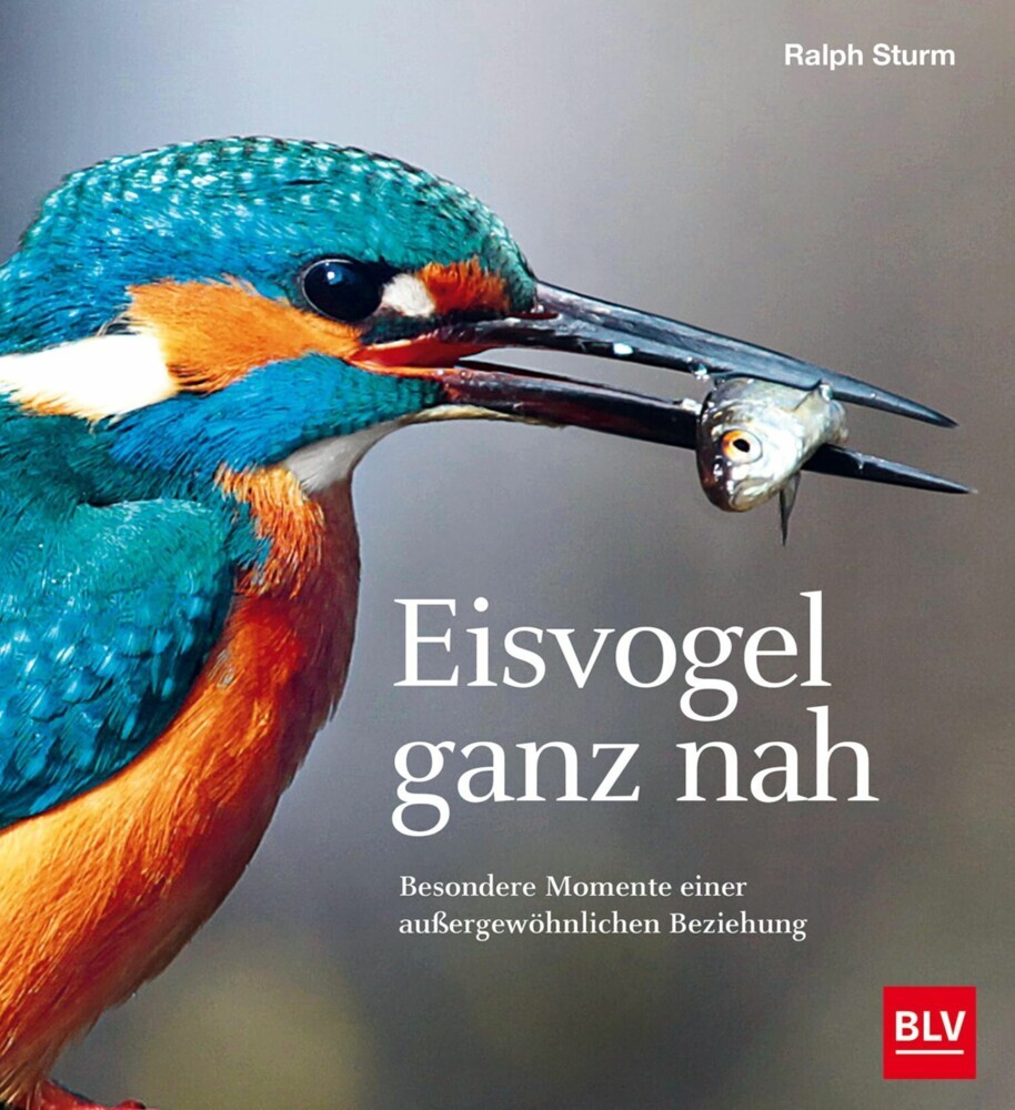 Eisvogel ganz nah main product photo
