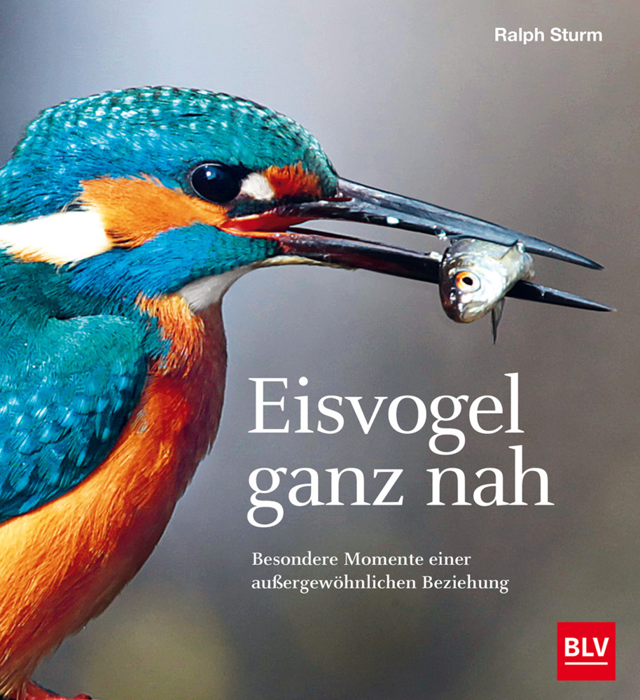 Eisvogel ganz nah main product photo