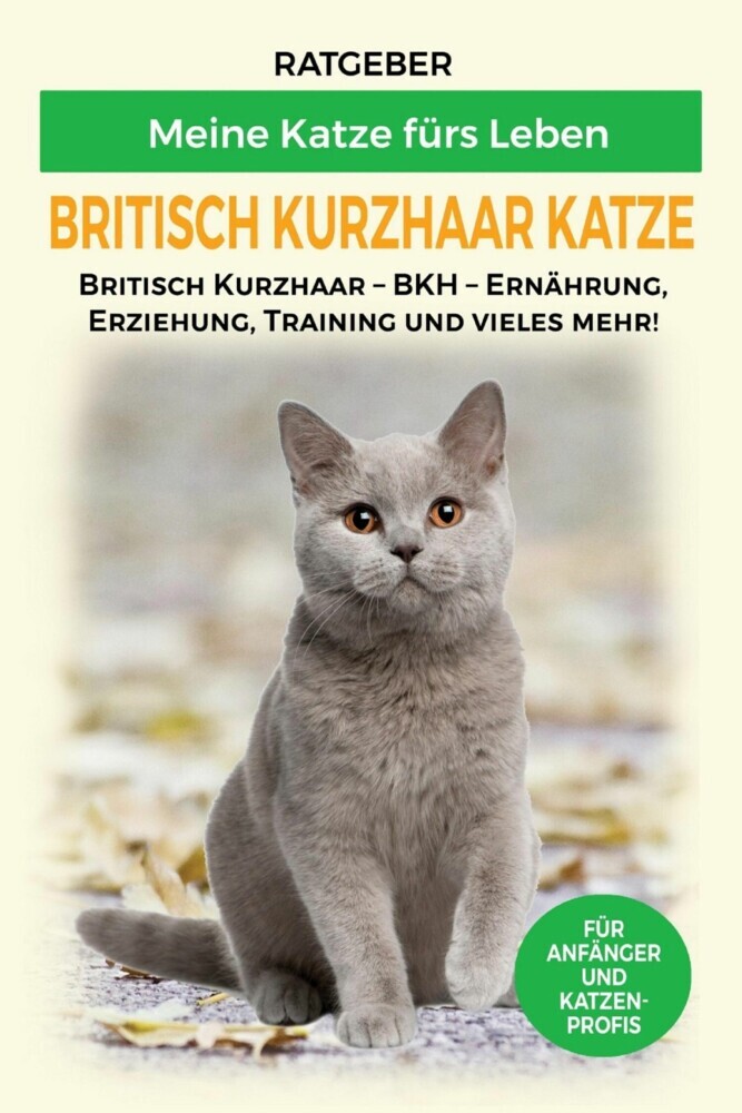 Britisch Kurzhaar Katze main product photo