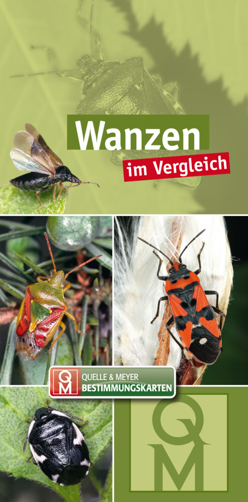 Wanzen main product photo