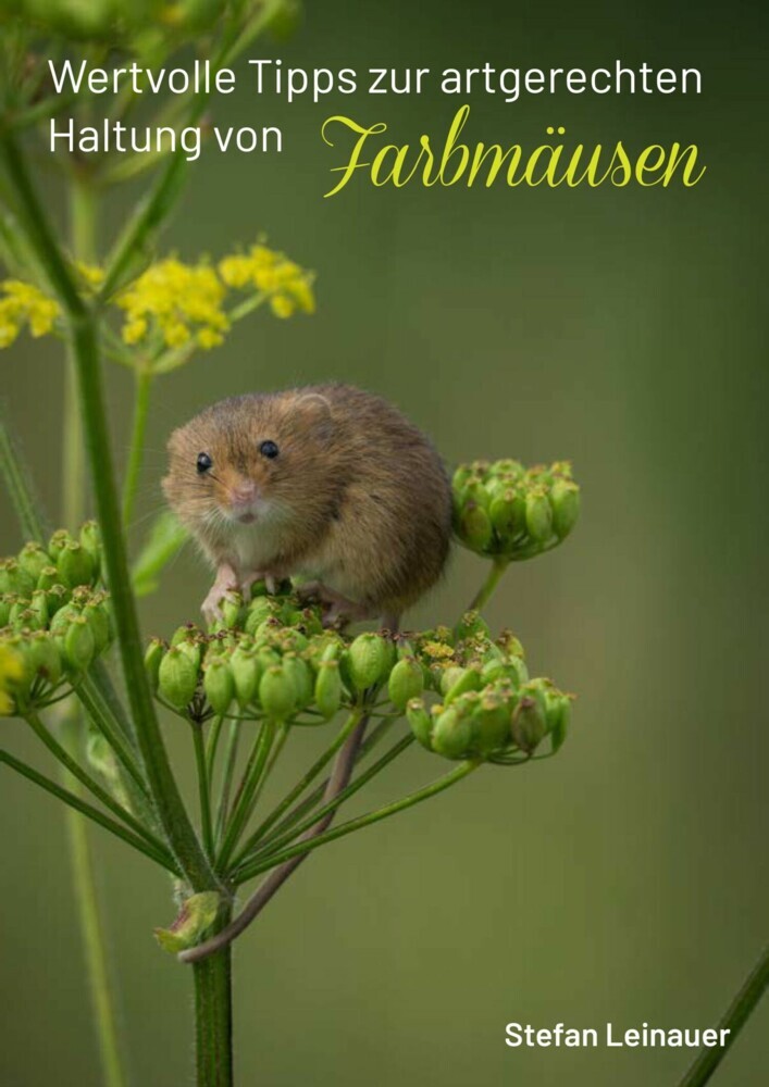 Wertvolle Tipps zur artgerechten Haltung von Farbmäusen main product photo