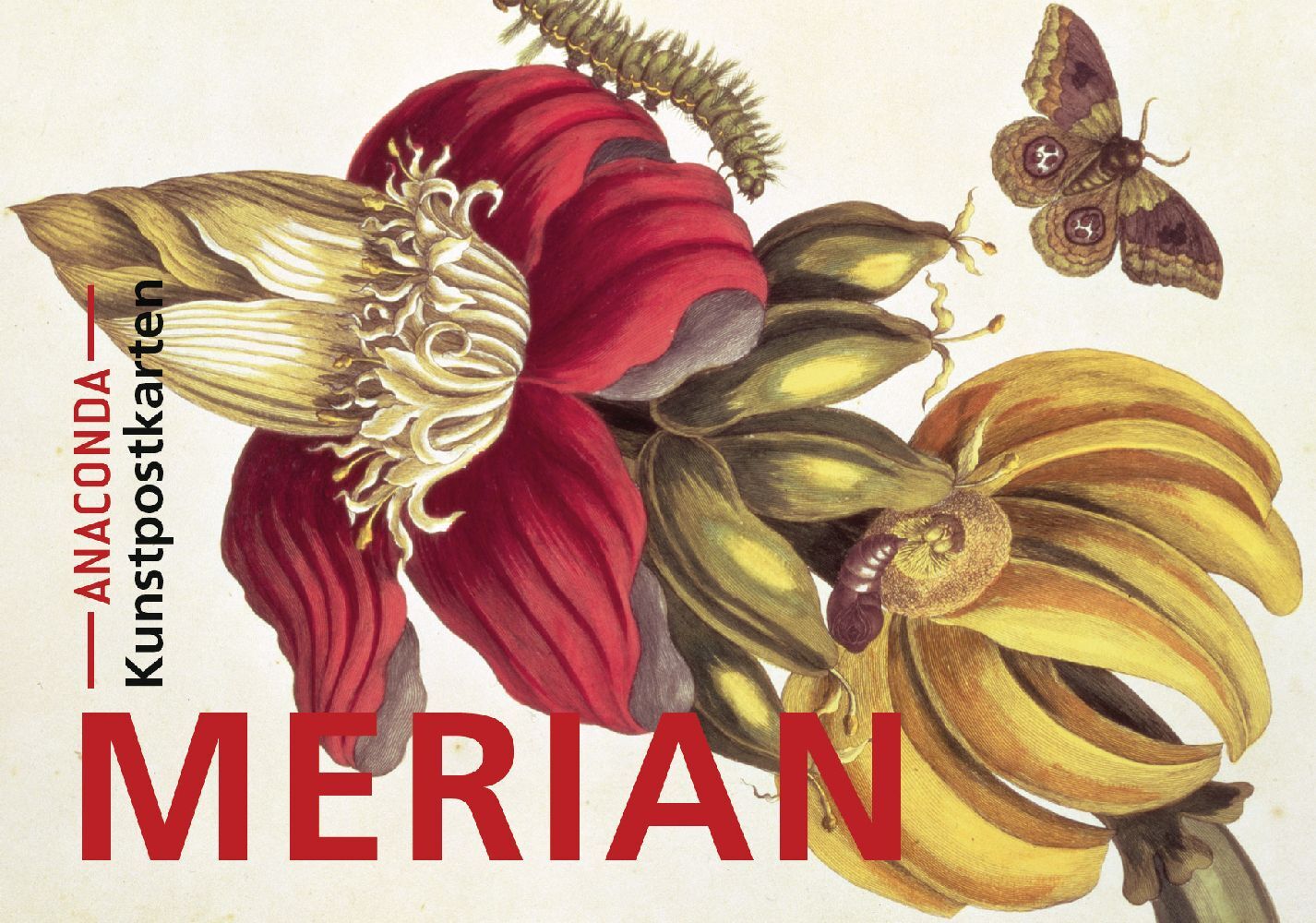 Postkarten-Set Maria Sibylla Merian main product photo