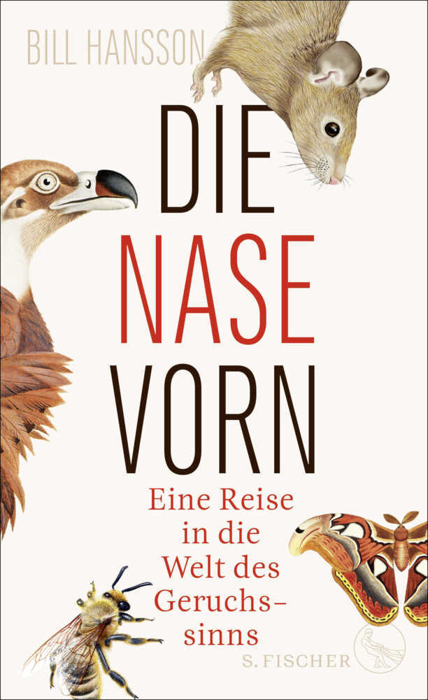 Die Nase vorn main product photo