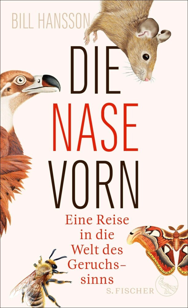 Die Nase vorn main product photo