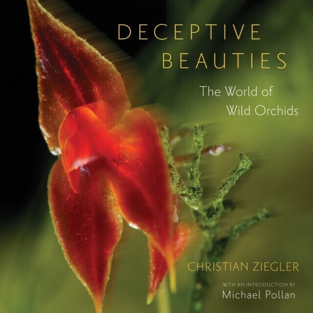 Deceptive Beauties main product photo