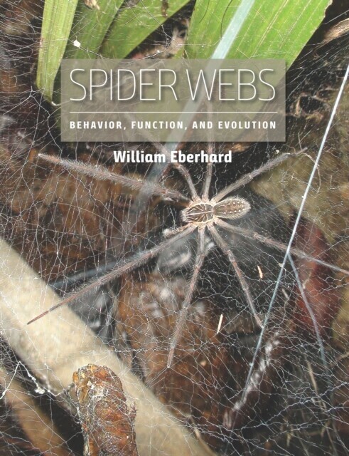 Spider Webs main product photo