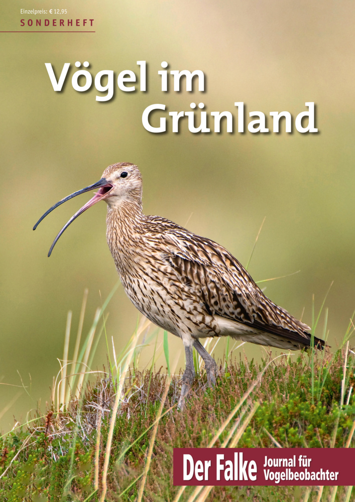 Vögel im Grünland main product photo