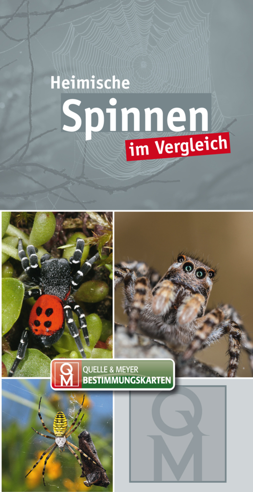 Heimische Spinnen main product photo