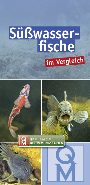 Süßwasserfische main product photo