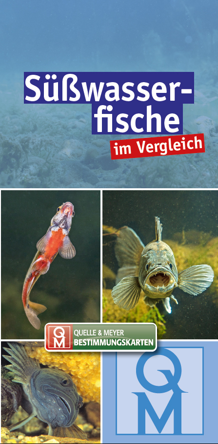 Süßwasserfische im Vergleich main product photo