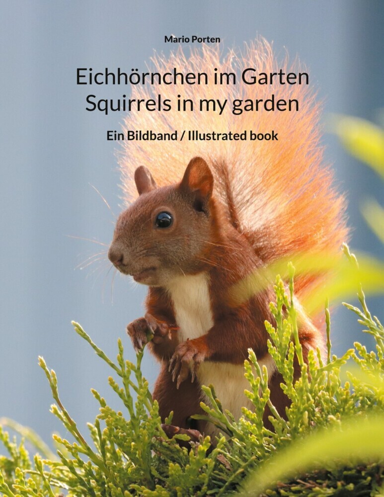 Eichhörnchen im Garten / Squirrels in my garden main product photo