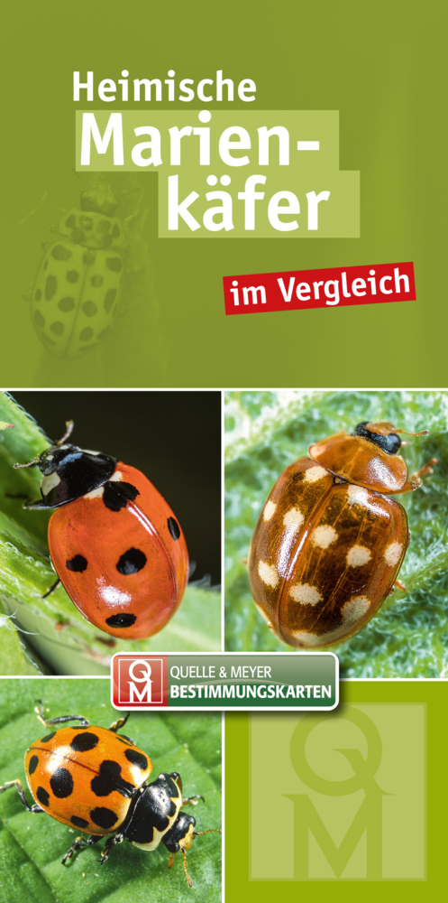 Heimische Marienkäfer main product photo
