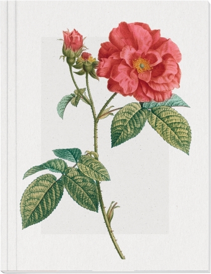Geschichte der Rose Großes Notizheft Motiv Französische Rose main product photo