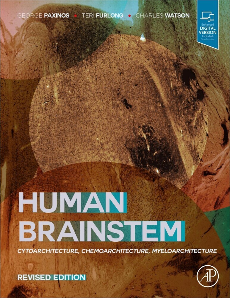 Human Brainstem main product photo