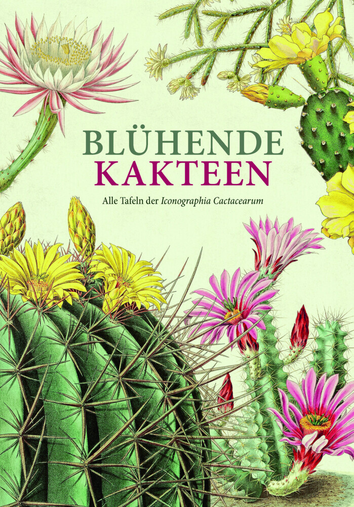 Blühende Kakteen main product photo