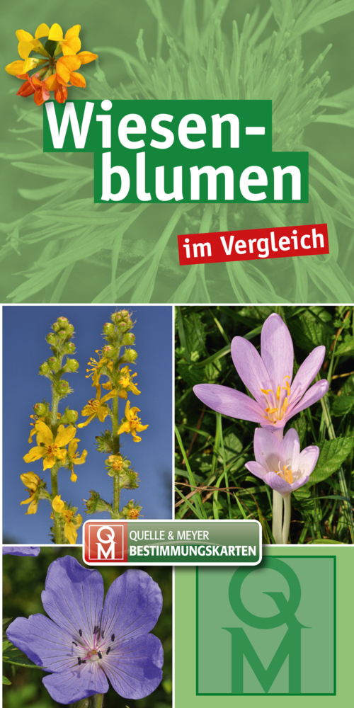 Wiesenblumen main product photo