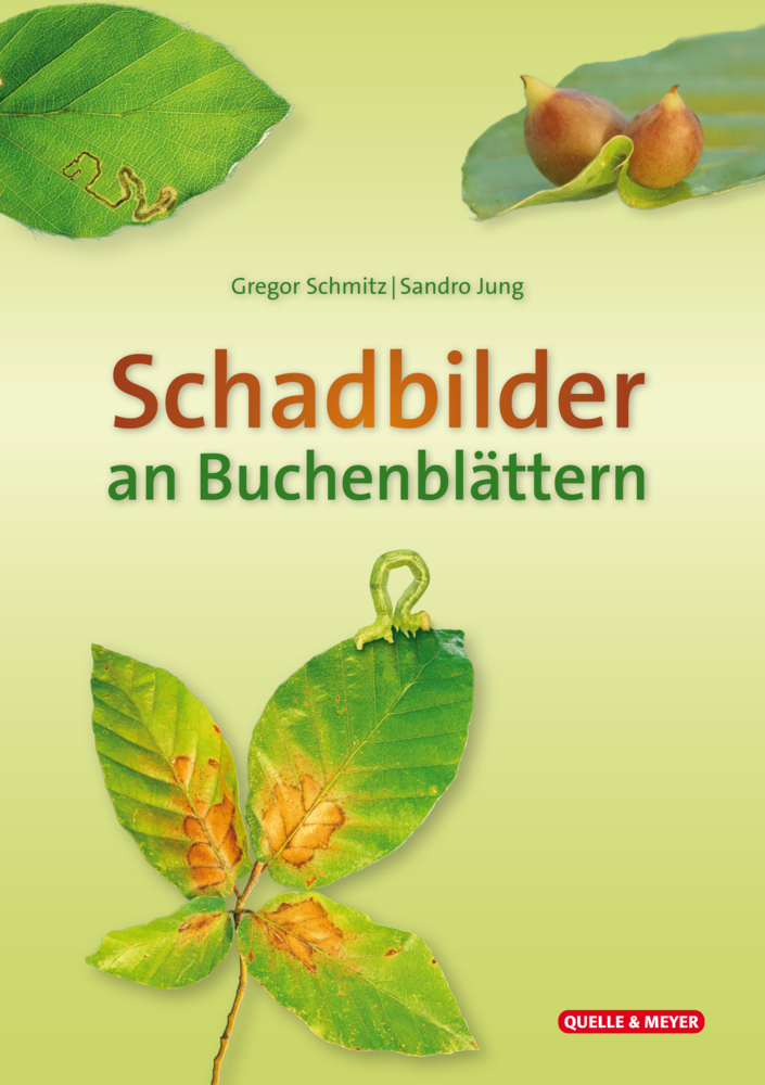 Schadbilder an Buchenblättern main product photo