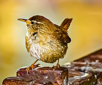 Dans la peau d'un oiseau
