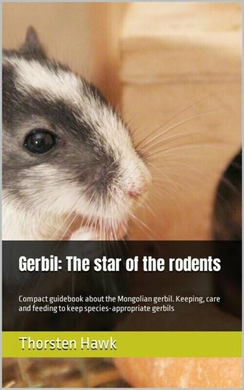 Gerbil: The star of the rodents main product photo