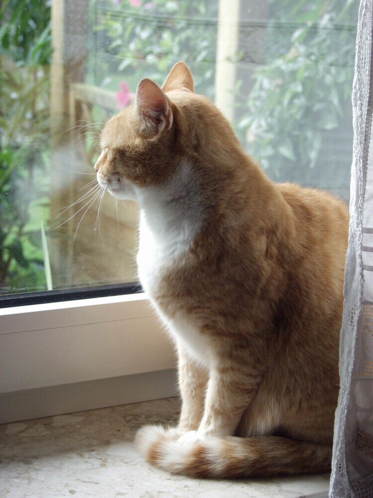 Zwei Katzen erzählen aus Ihrem Leben in Ostfriesland main product photo