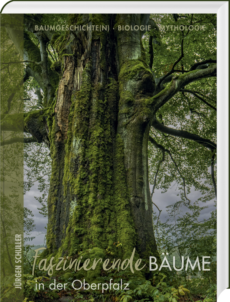 Faszinierende Bäume in der Oberpfalz main product photo