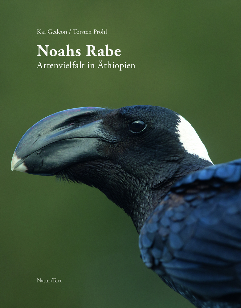 Noahs Rabe main product photo