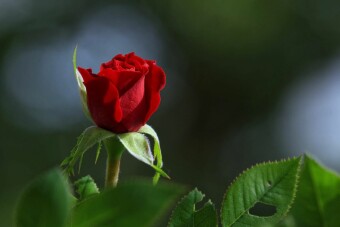 Mein Herzblatt - Wie Liebe gelingen kann -