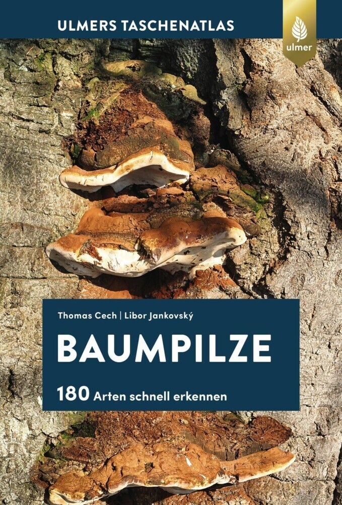 Baumpilze main product photo