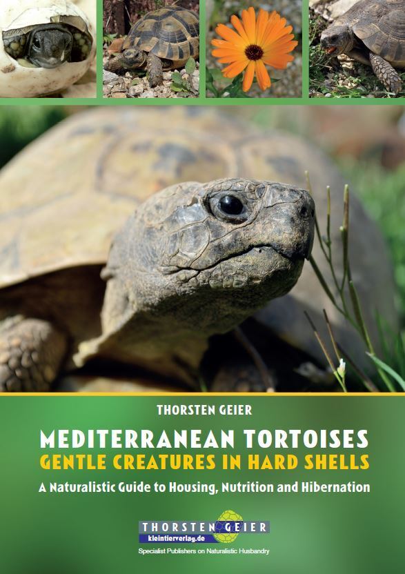 Mediterranean Tortoises: Gentle Creatures in Hard Shells main product photo