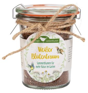 Weißer Blütentraum - Sommerblumen für mehr Natur im Garten