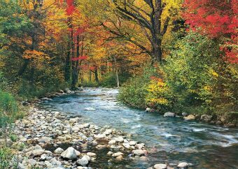 Forest Stream (Puzzle)