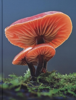 Mushroom