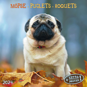 Möpse 2024