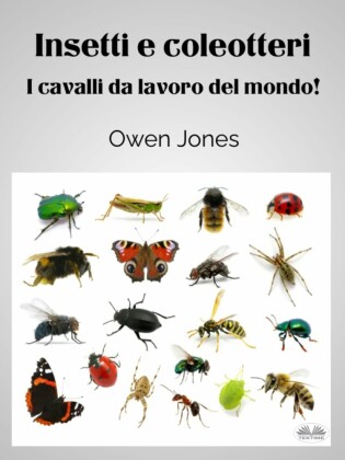 Insetti E Coleotteri